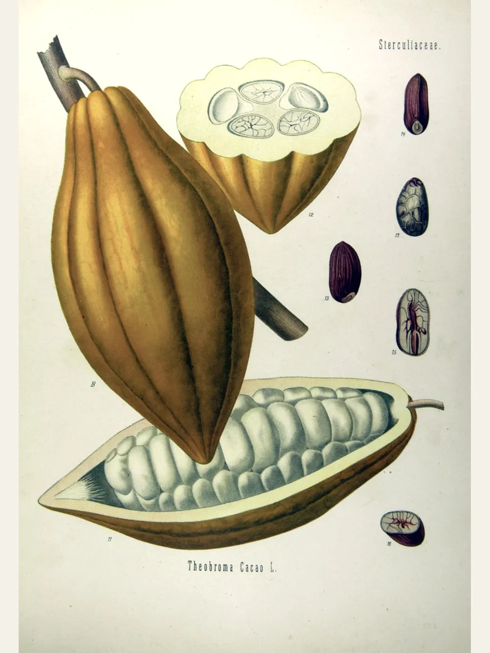 Cacao, botanical plate