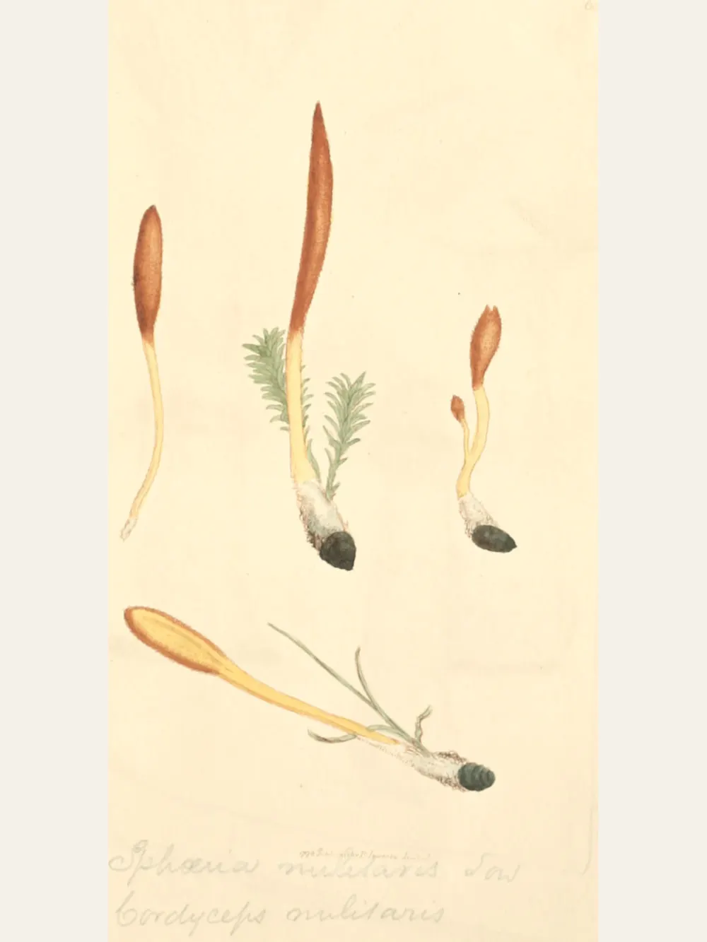Cordyceps, botanical plate