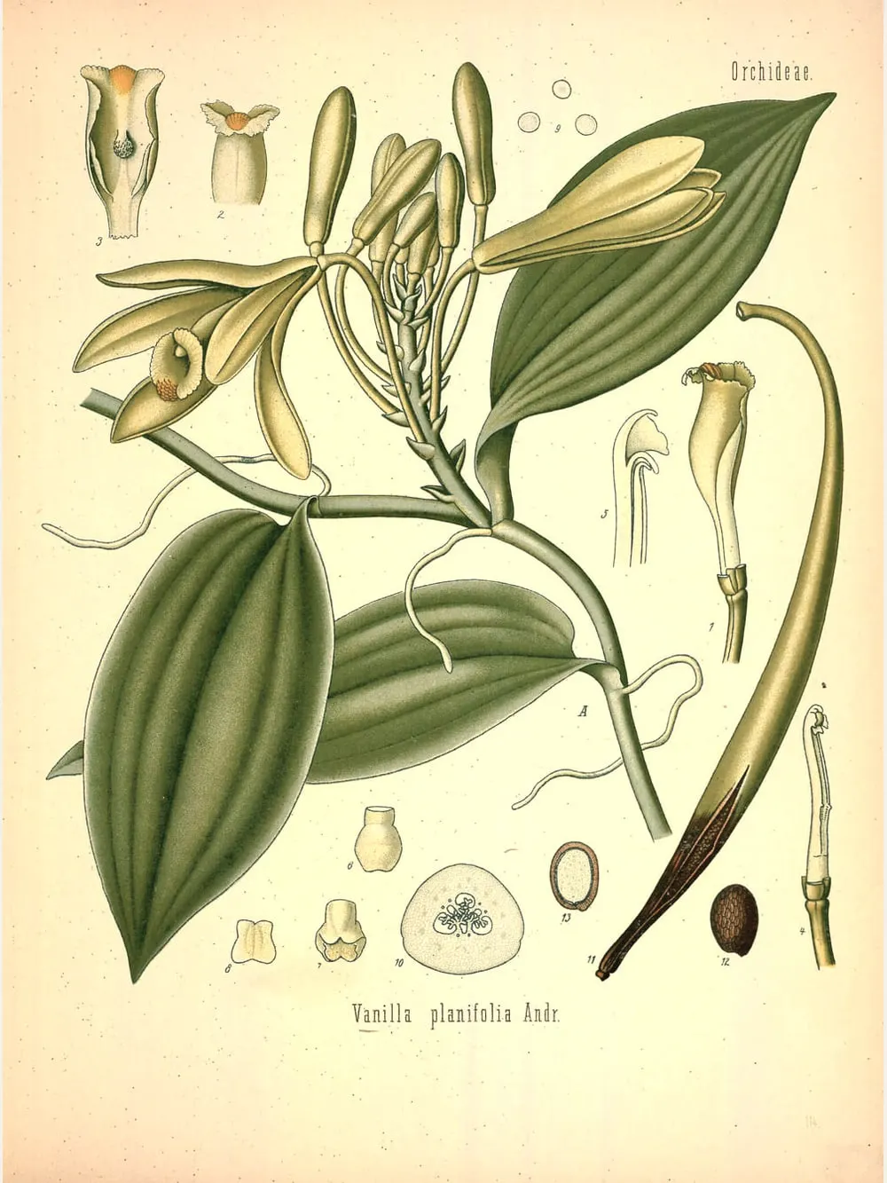 Vanilla, botanical plate